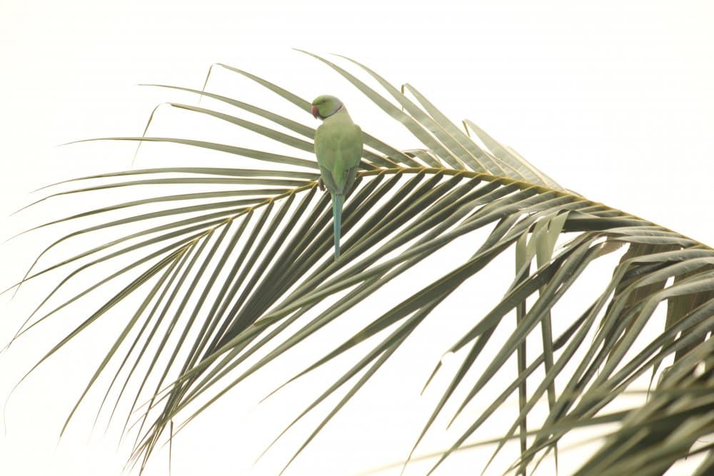Green Parrot Palm Leaf by N R GOVINDARAJAN — canvas wall art