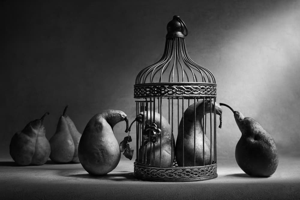 Caged Pears Longing by Victoria Glinka — canvas wall art
