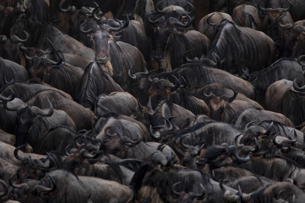 Wildebeest Migration Herd by Valerio Ferraro — canvas wall art