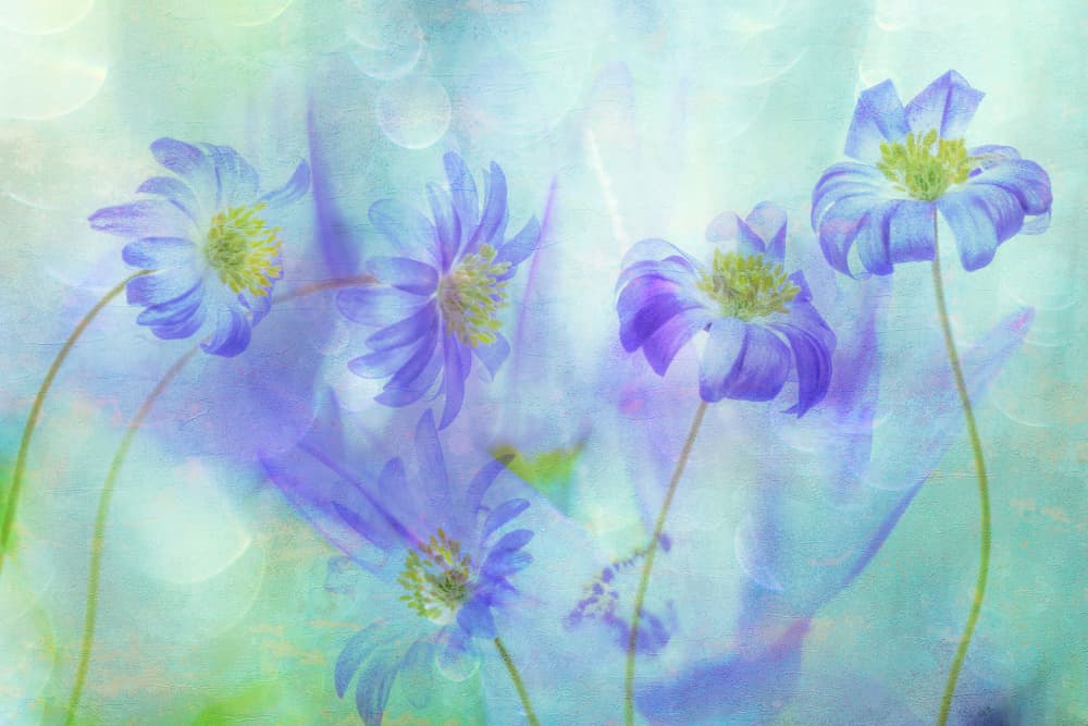 Dreamy Blue Flowers by Hilda van der Lee — canvas wall art