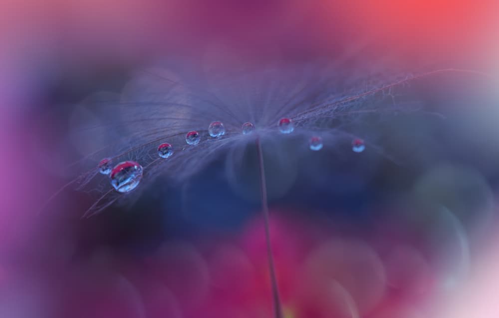 Purple Dewdrop Dandelion by Juliana Nan — canvas wall art