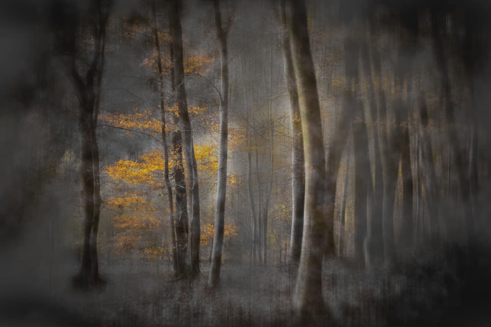 Golden Autumn Forest by Michel Romaggi — canvas wall art
