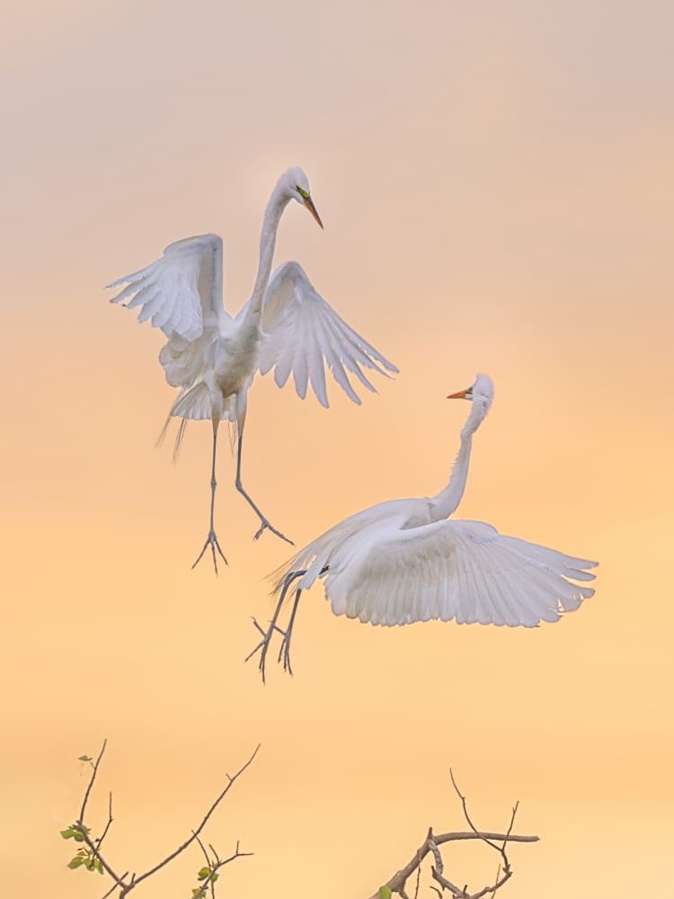 Flying Egrets Golden Sky by Yimei Sun — canvas wall art