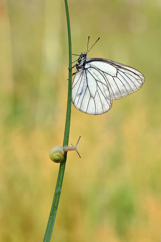 White Butterfly Green Snail by Roberto Marini — canvas wall art