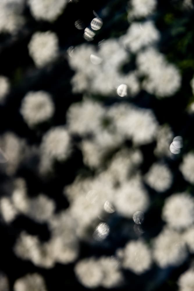 Dreamy Floral Bokeh by Mareike Böhmer — canvas wall art