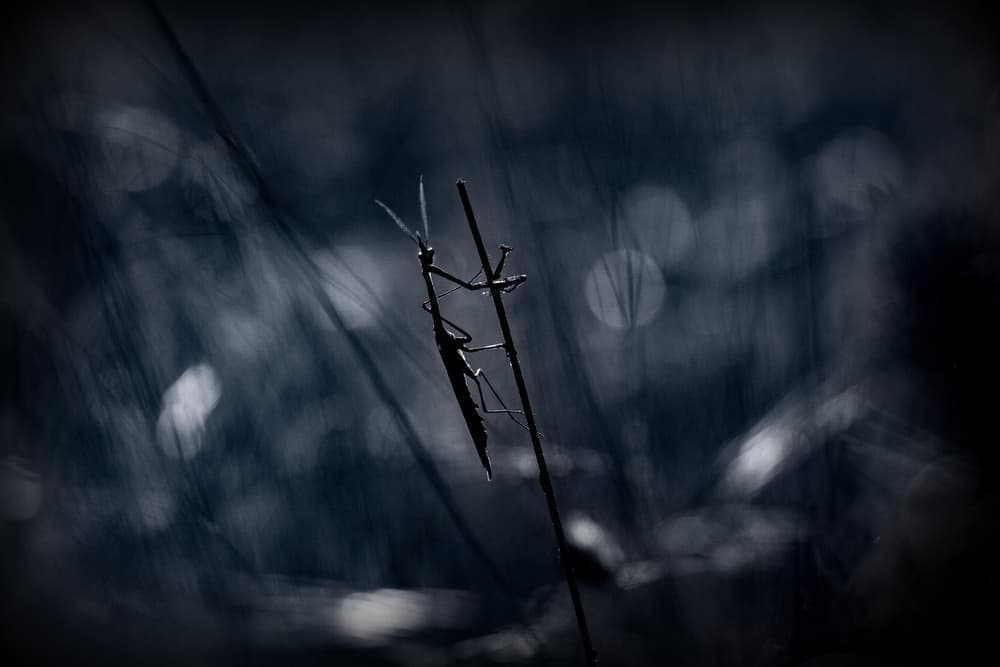 Mysterious Insect Silhouette by Barré Thierry — canvas wall art