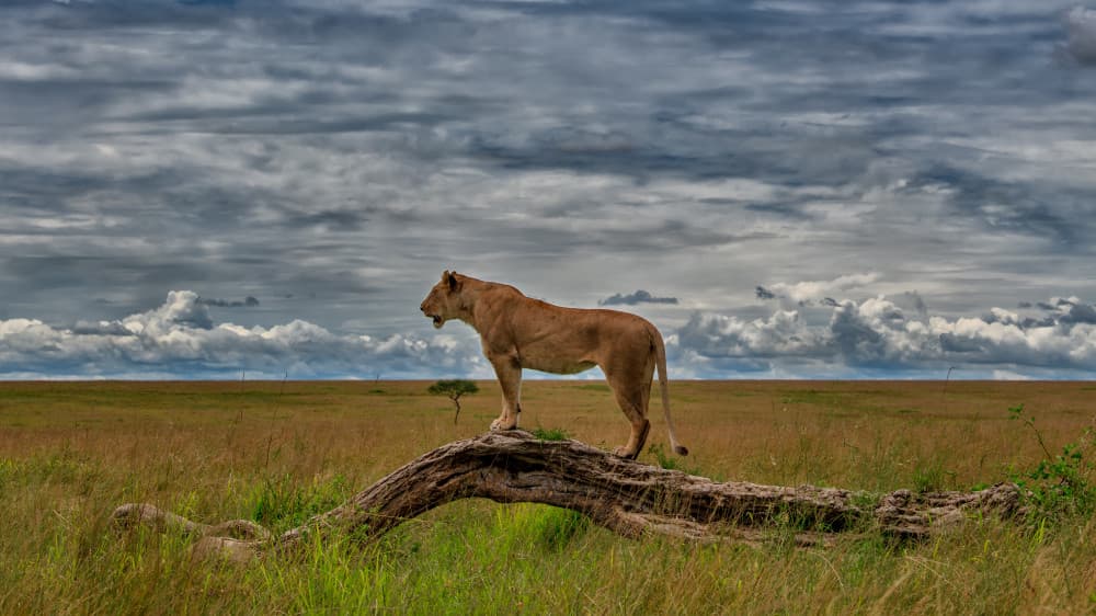 Watchful Lioness Savanna by Luigi Ruoppolo — canvas wall art