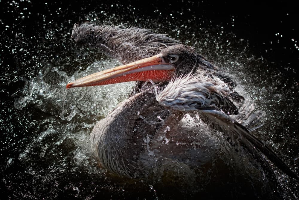 Pelican Water Shake by Jose Beut — canvas wall art