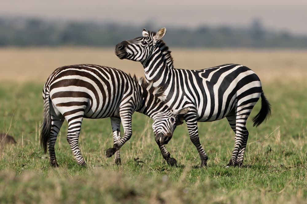 Playful Zebras Sparring by Alessandro Catta — canvas wall art