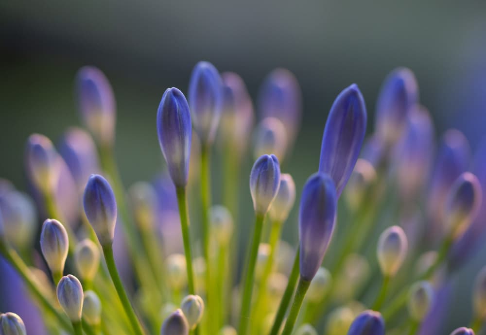 Soft Blue Buds by Claudi Lourens — canvas wall art