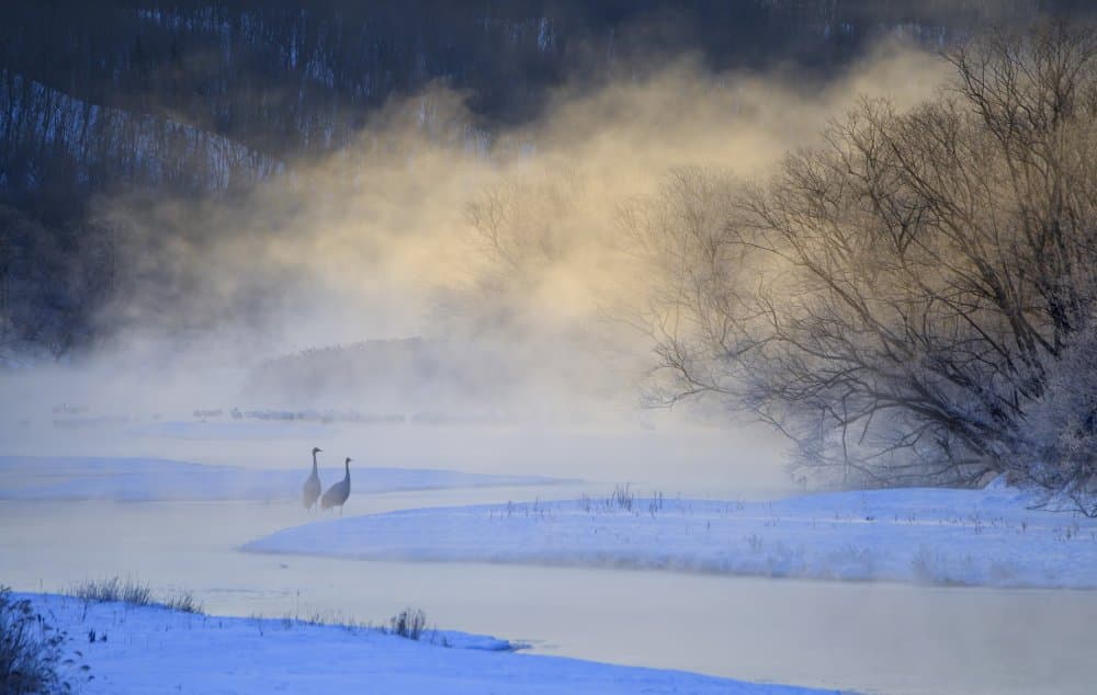 Misty River Cranes by Wei Tang — canvas wall art