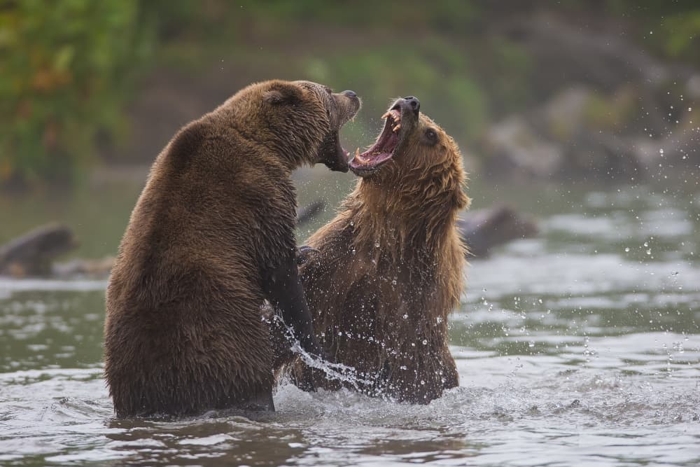 Grizzly Bears Fighting by Valerio Ferraro — canvas wall art