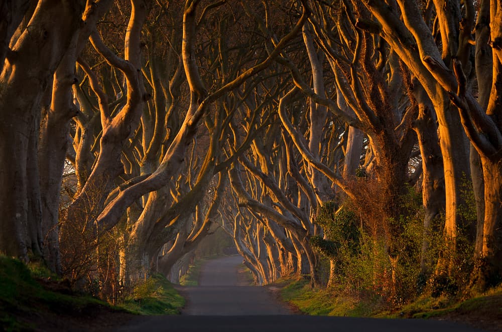 Golden Tree Tunnel