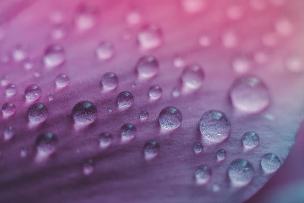 Purple Petal Dewdrops by Javier Pardina — canvas wall art