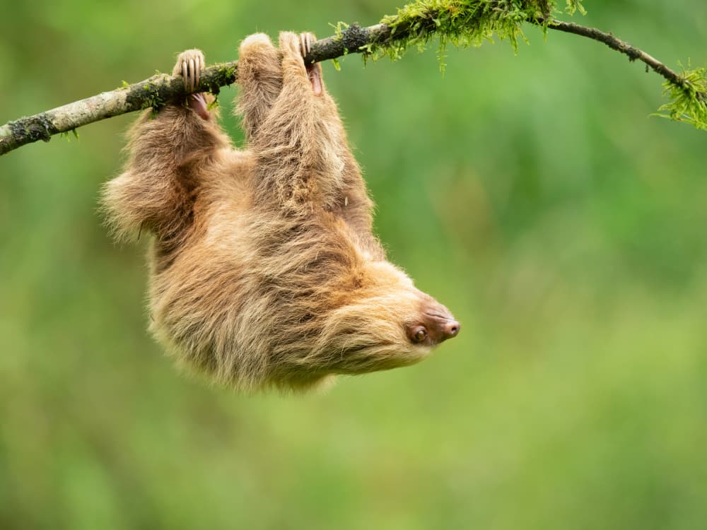 Cute Sloth Hanging by Milan Zygmunt — canvas wall art