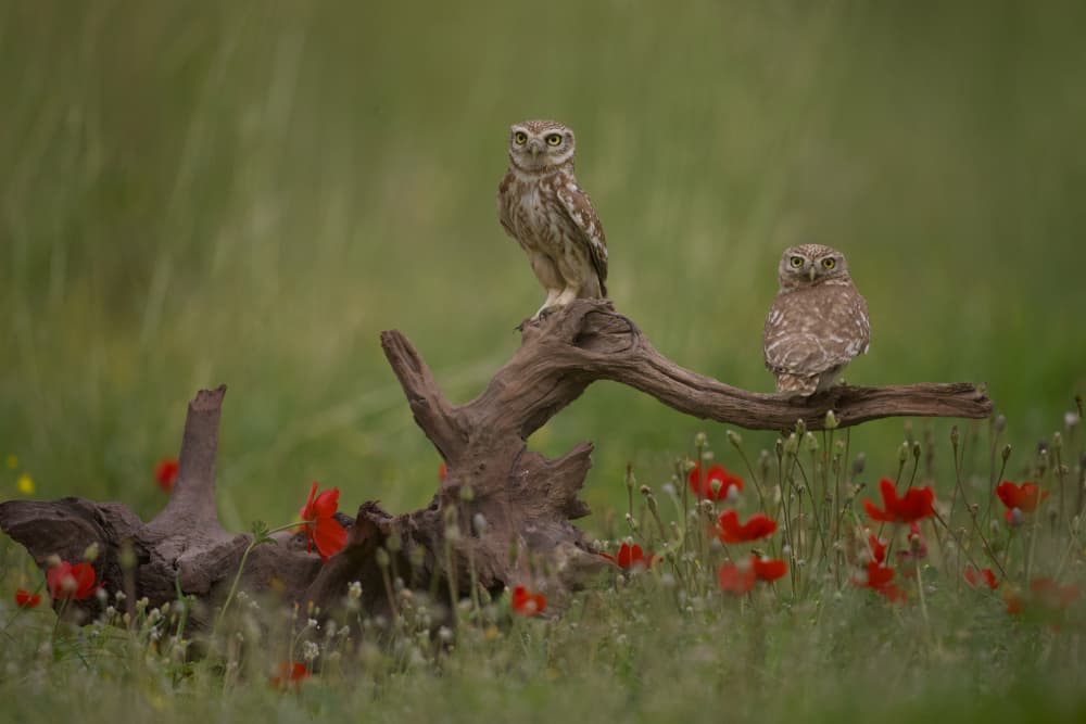 Little Owls Poppy Field by David Manusevich — canvas wall art