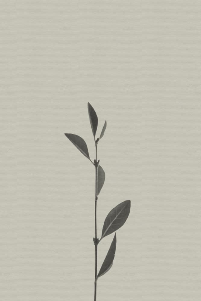 Delicate Botanical Stem by Stephanie Klatt — canvas wall art