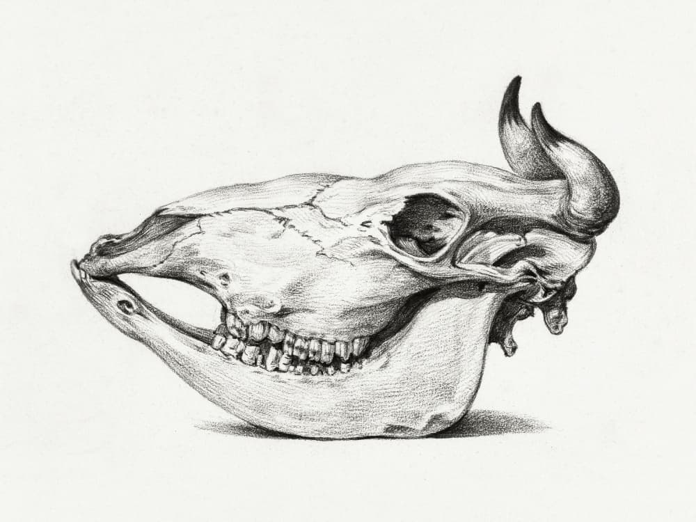 Skull of a Cow (1816)