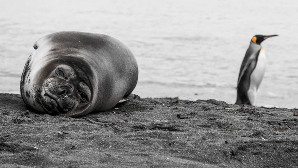 Relaxing Seal King Penguin by Simon Delvoye — canvas wall art
