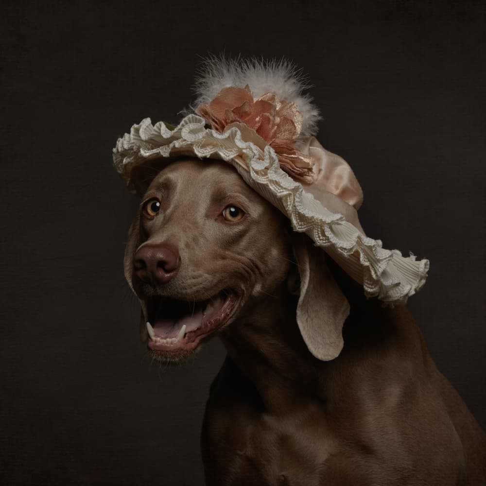 Elegant Dog Hat by Carine Belzon — canvas wall art