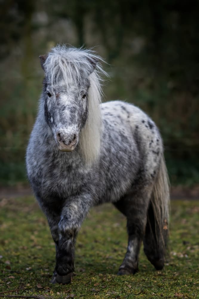 Curious Dappled Pony by Gert van den Bosch — canvas wall art