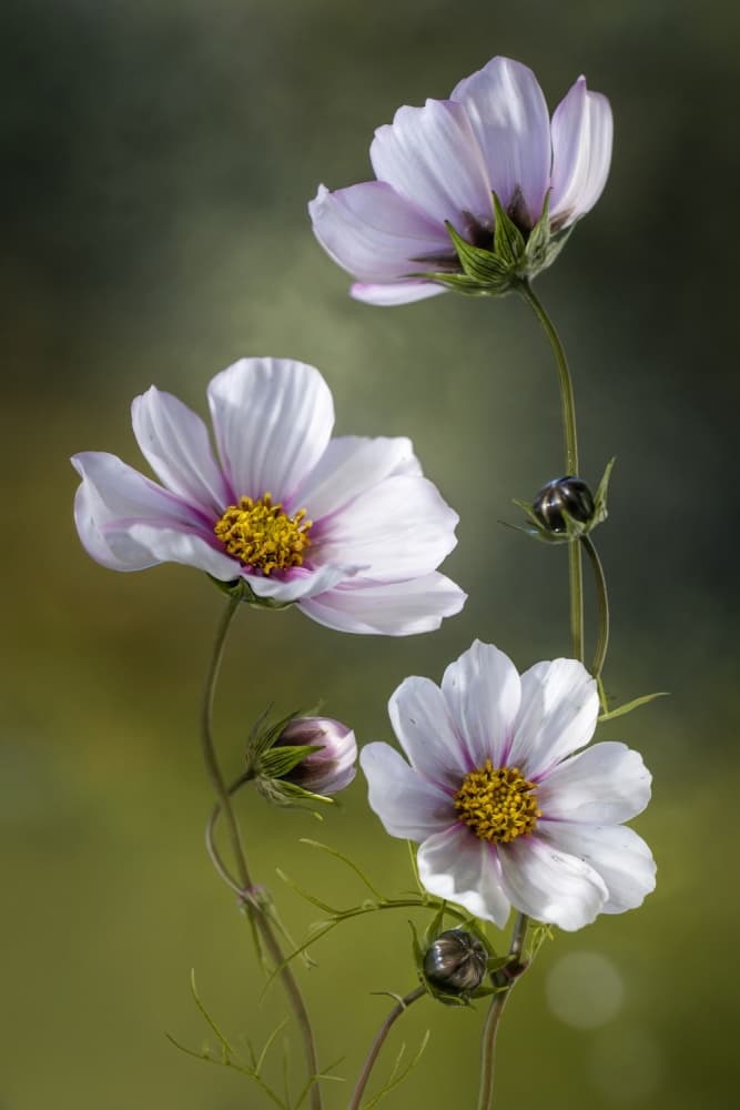 *Cosmos by Mandy Disher — canvas wall art