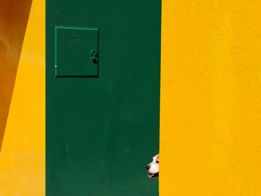 Curious Dog Yellow Wall by paolo luxardo — canvas wall art
