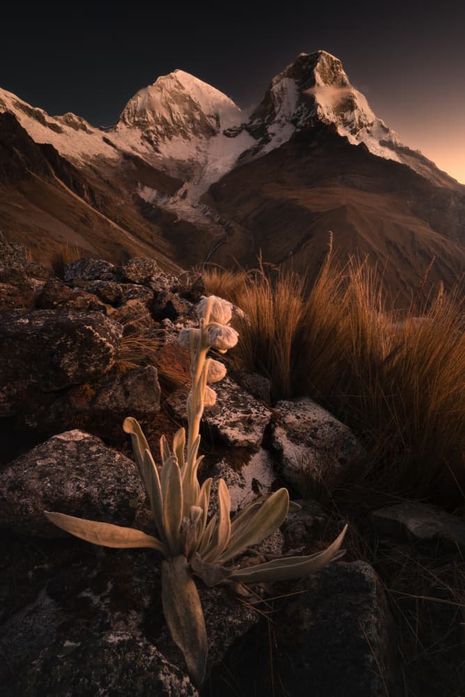 Golden Hour Mountain Flora by Karol Nienartowicz — canvas wall art