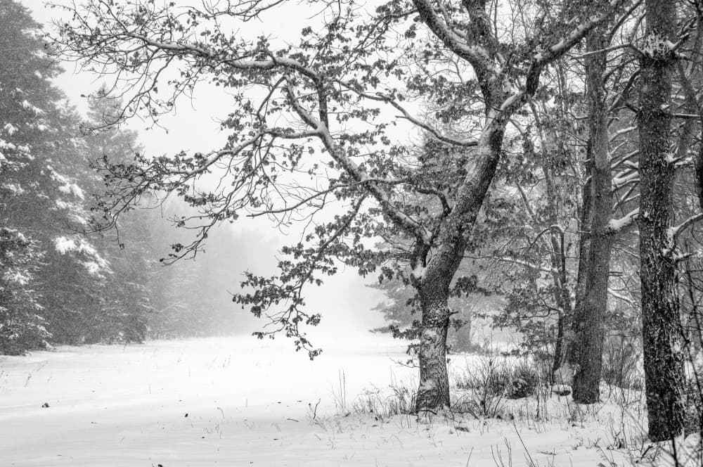 Winter Forest Silence by Arne Jansen — canvas wall art