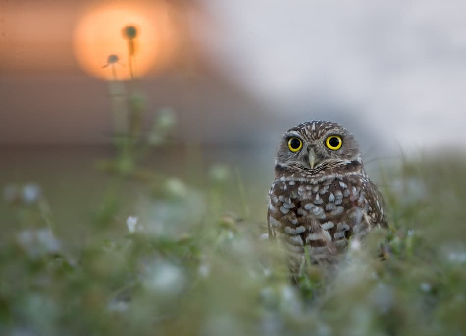 Golden Hour Owl by Alfred Forns — canvas wall art