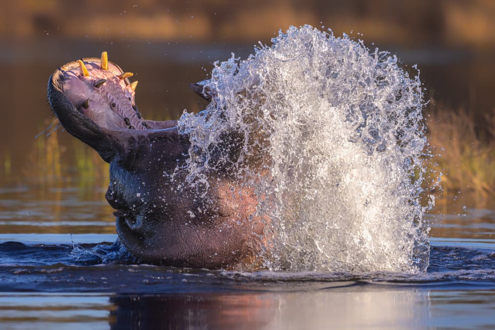 Powerful Hippo Splash by Siyu_Wei APA — canvas wall art