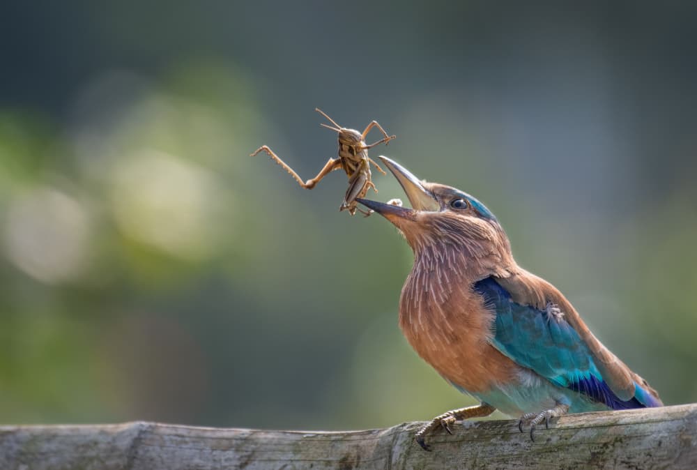 Blue Bird Catches Grasshopper by Sunny Saha Pramanick — canvas wall art