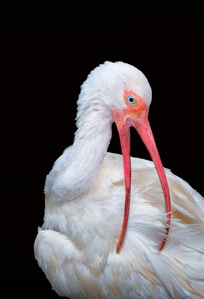 White Ibis Portrait by Ling Lu — canvas wall art