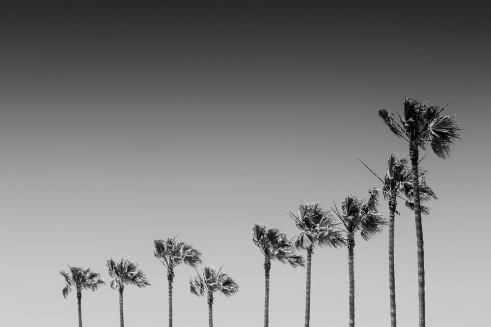 Coastal Palm Silhouette by Melanie Viola — canvas wall art