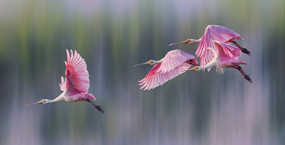 Pink Spoonbill Flight by Qing Zhao — canvas wall art