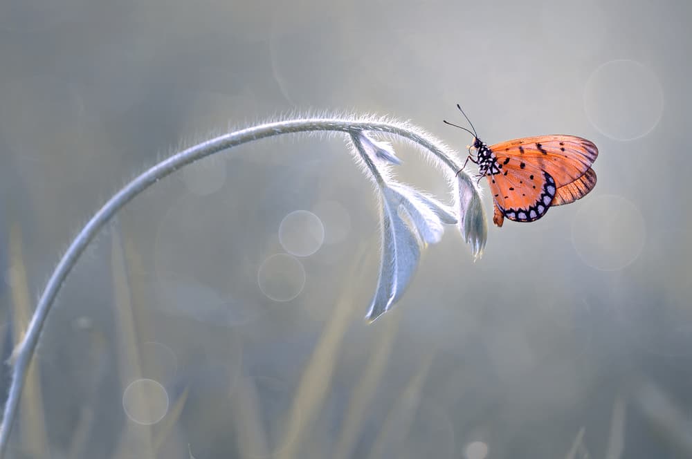 Orange Butterfly Perch by Edy Pamungkas — canvas wall art