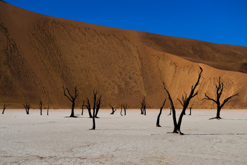 Dead Trees Desert Dunes by Eyal Alcalay — canvas wall art