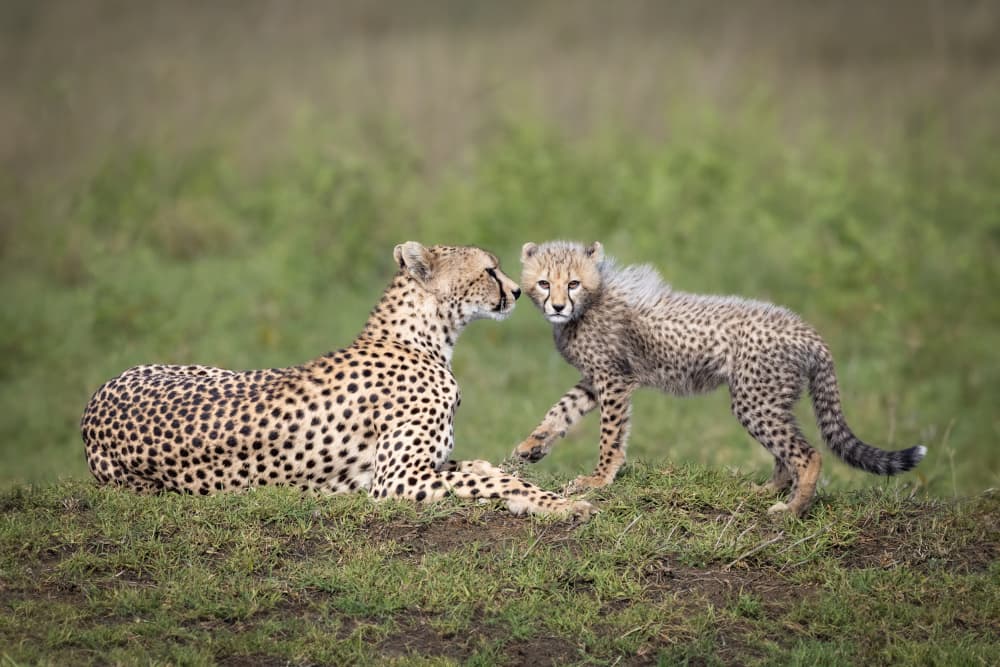 Cheetah Mother and Cub by Mark Strom — canvas wall art