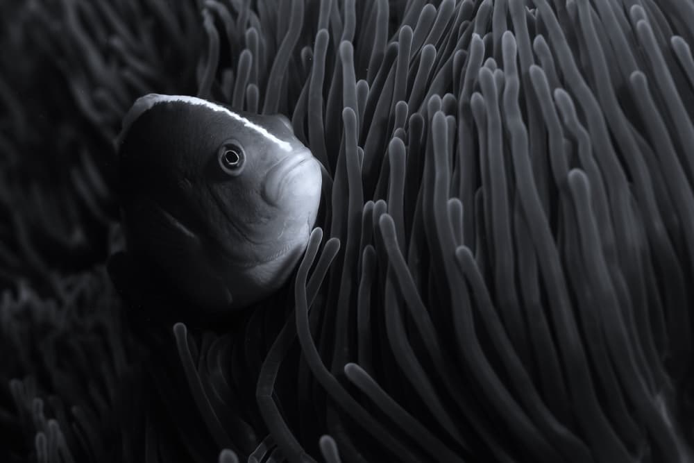 Serene Clownfish Anemone by Serge Melesan — canvas wall art