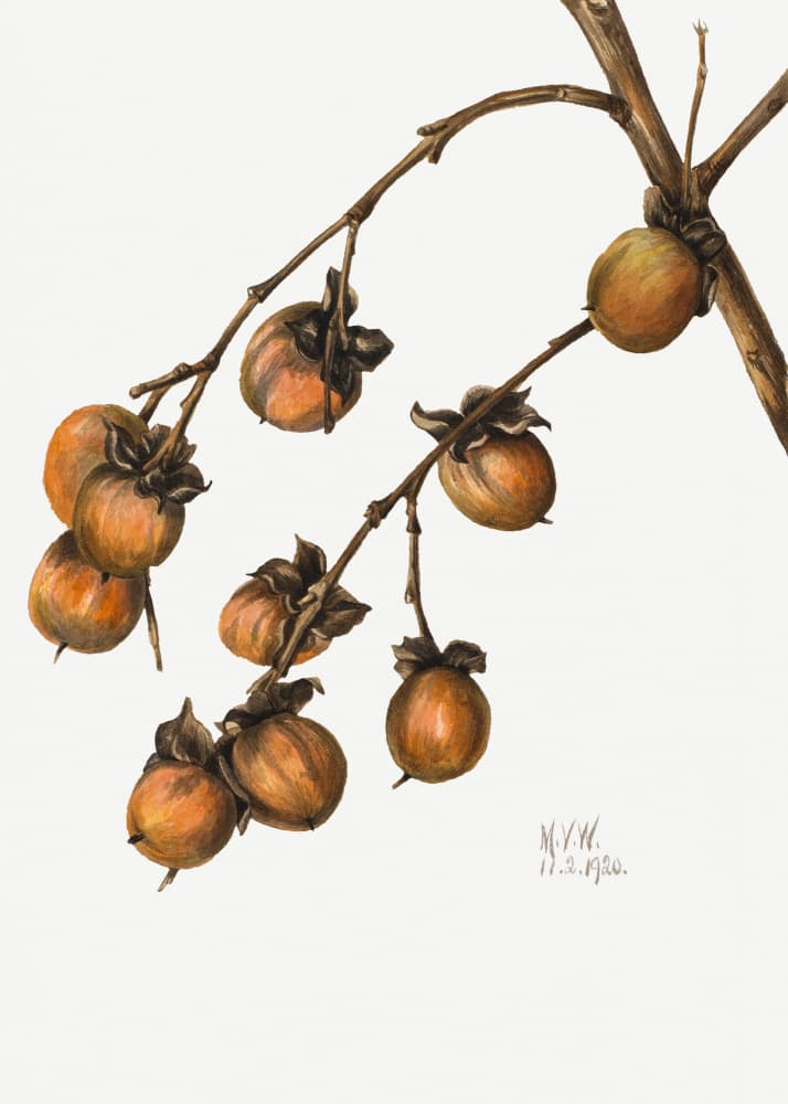 Persimmon (1920) by Mary Vaux Walcott — canvas wall art