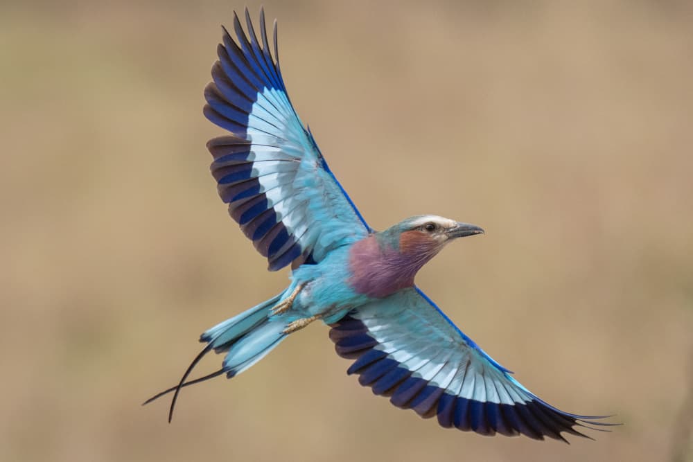 Lilac Roller in Flight by Dirk Koster — canvas wall art