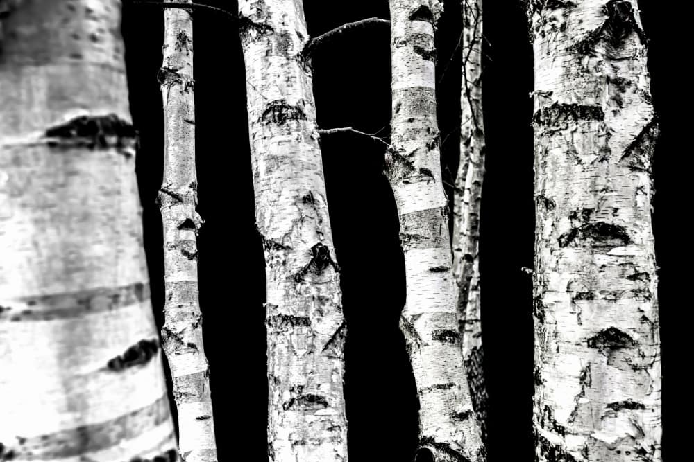 Birch Trees by Mareike Böhmer — canvas wall art