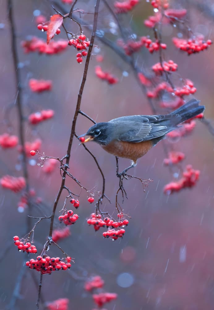 Robin's Rainy Feast by Johnson Huang — canvas wall art