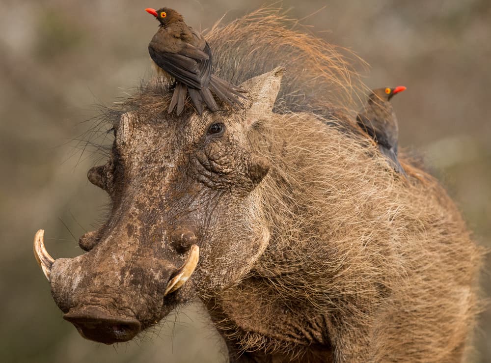Warthog And Oxpeckers by Jaco Marx — canvas wall art