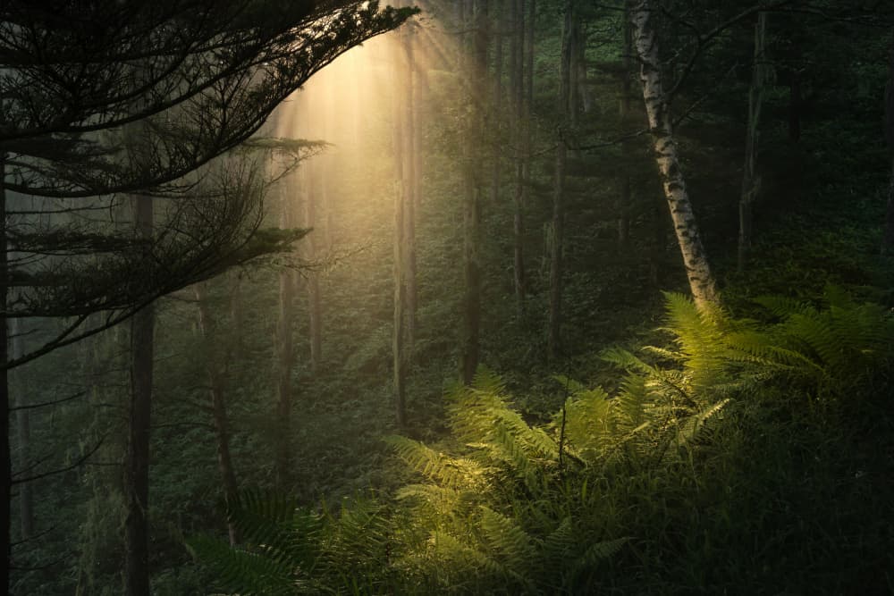 Golden Forest Beams by Masaki Sugita — canvas wall art