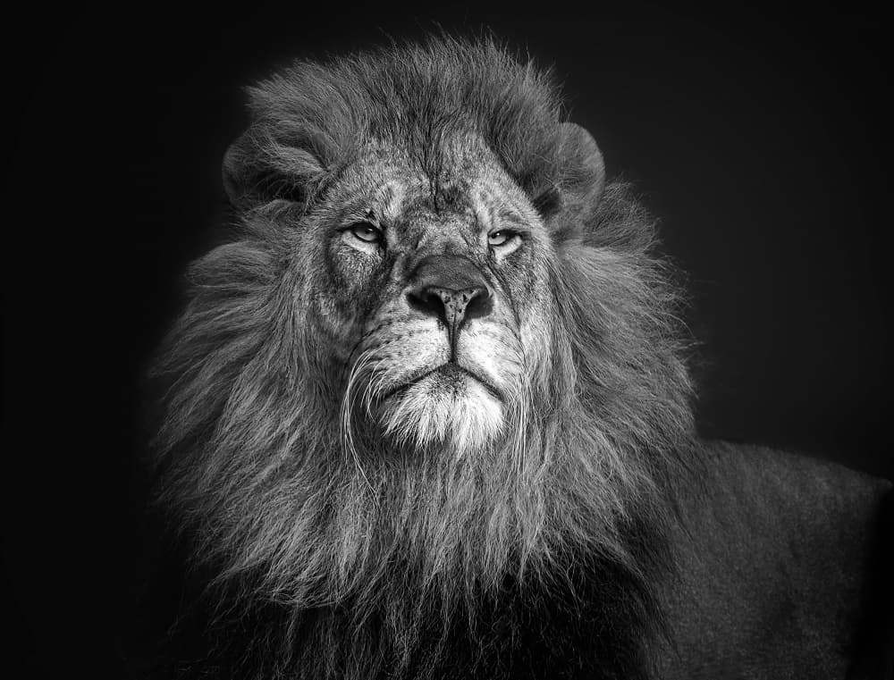 Regal Lion Black and White by Frank Ma — canvas wall art