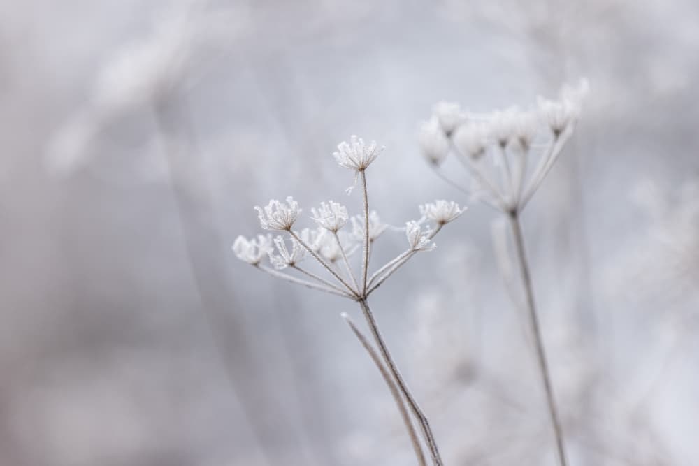 Frozen 7 by Mareike Böhmer — canvas wall art