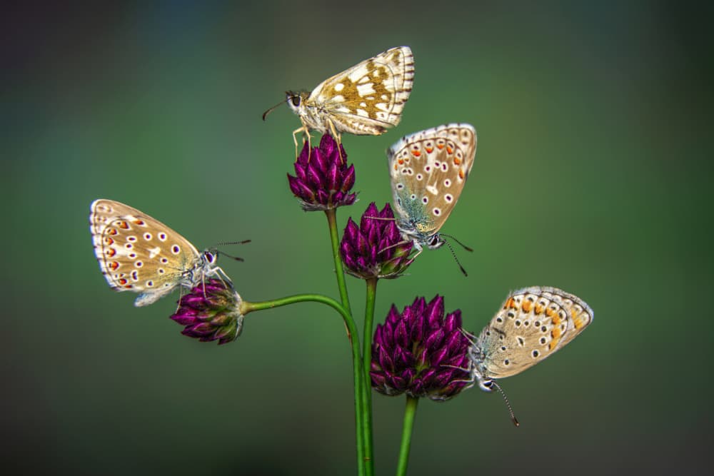 Butterflies On Purple Flowers by Mustafa öztürk — canvas wall art