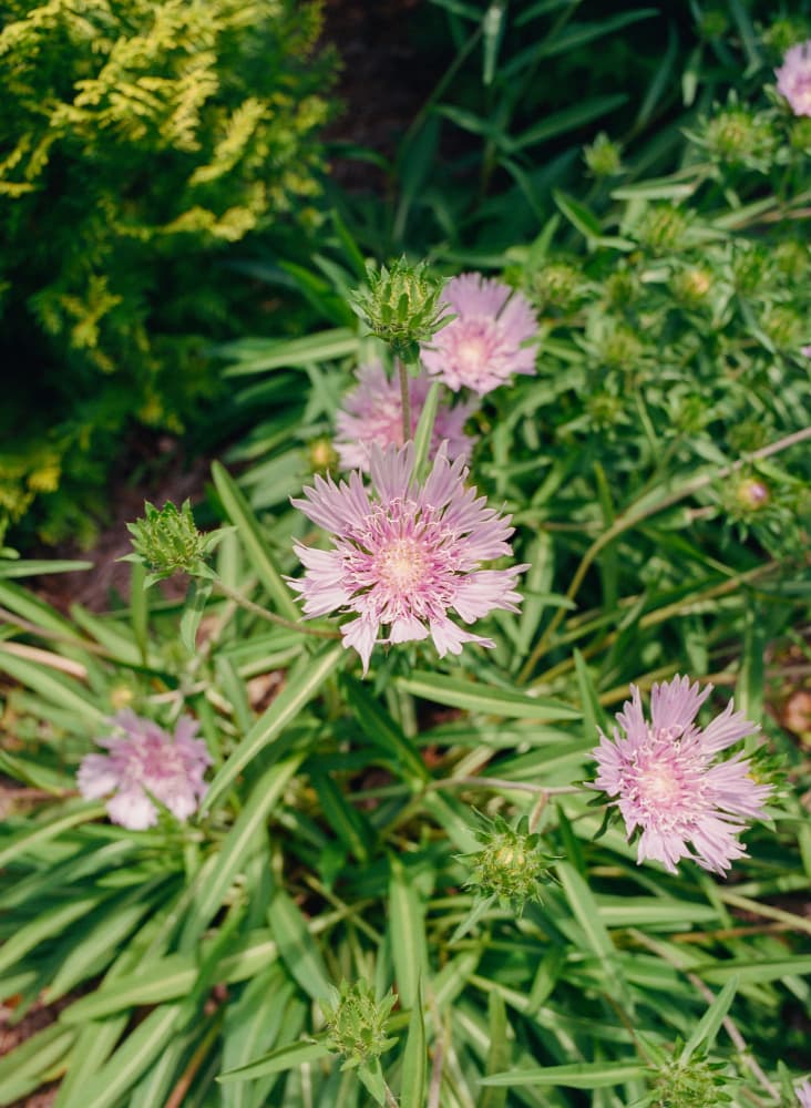 Delicate Pink Flowers by Bethany Young — canvas wall art