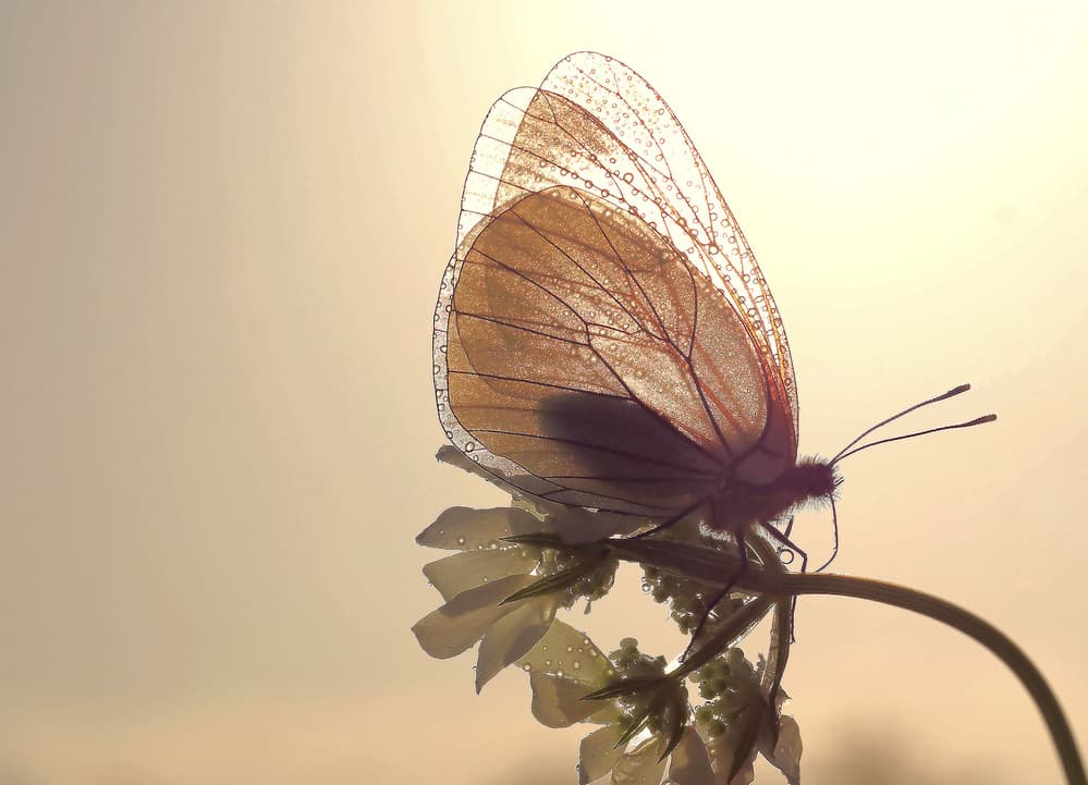 Ethereal Butterfly Morning by Thierry Dufour — canvas wall art